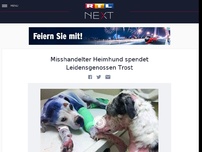 Bild zum Artikel: Misshandelter Heimhund spendet Leidensgenossen Trost