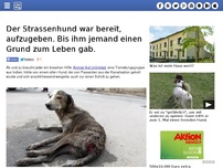 Bild zum Artikel: Der Strassenhund war bereit, aufzugeben. Bis ihm jemand einen Grund zum Leben gab.