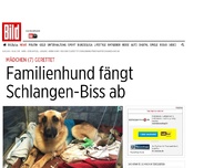 Bild zum Artikel: Mädchen (7) gerettet - Hund fängt Schlangenbiss ab