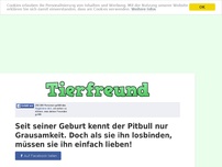 Bild zum Artikel: Seit seiner Geburt kennt der Pitbull nur Grausamkeit. Doch als sie ihn losbinden, müssen sie ihn...