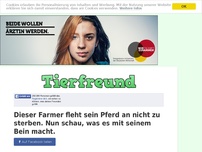 Bild zum Artikel: Dieser Farmer fleht sein Pferd an nicht zu sterben. Nun schau, was es mit seinem Bein macht.