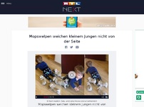 Bild zum Artikel: Mopswelpen weichen kleinem Jungen nicht von der Seite