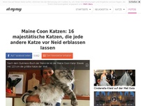 Bild zum Artikel: Maine Coon Katzen: 16 majestätische Katzen, die jede andere Katze vor Neid erblassen lassen