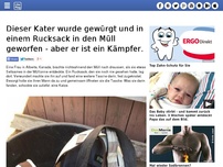 Bild zum Artikel: Dieser Kater wurde gewürgt und in einem Rucksack in den Müll geworfen - aber er ist ein Kämpfer.