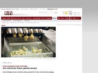 Bild zum Artikel: Frisch geschlüpft in den Schredder: Wie männliche Küken getötet werden