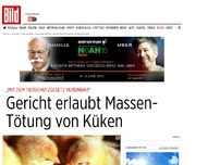 Bild zum Artikel: Entscheidung in Münster - Gericht urteilt über Massen-Tötung von Küken