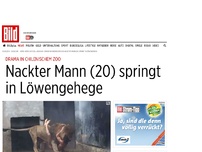 Bild zum Artikel: Drama in Chile-Zoo - Nackter Mann (20) springt in Löwengehege