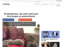 Bild zum Artikel: 30 Hündinnen, die stolz sind euch ihre Jungen zu präsentieren