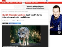 Bild zum Artikel: Nur 25 Kilometer vor Köln: Wolf streift durch Rösrath – und reißt zwei Ziegen