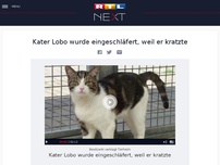 Bild zum Artikel: Kater Lobo wurde eingeschläfert, weil er kratzte