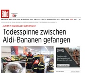 Bild zum Artikel: Alarm in Radebeuler Supermarkt - Todesspinnen zwischen Aldi-Bananen gefangen