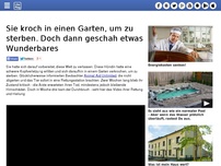 Bild zum Artikel: Sie kroch in einen Garten, um zu sterben. Doch dann geschah etwas Wunderbares