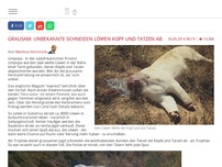 Bild zum Artikel: Grausam: Unbekannte schneiden Löwen Kopf und Tatzen ab