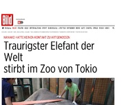 Bild zum Artikel: 67 Jahre Einsamkeit - Traurigster Elefant der Welt stirbt in Zoo von Tokio