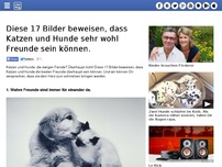 Bild zum Artikel: Diese 17 Bilder beweisen, dass Katzen und Hunde sehr wohl Freunde sein können.