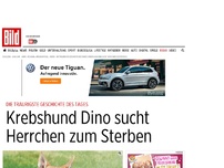 Bild zum Artikel: Traurigste Geschichte - Krebshund Dino sucht Herrchen zum Sterben