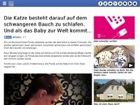 Bild zum Artikel: Die Katze besteht darauf auf dem schwangeren Bauch zu schlafen. Und als das Baby zur Welt kommt...