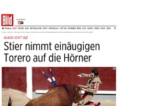 Bild zum Artikel: Auweh statt Olé - Stier nimmt einäugigen Torero auf die Hörner