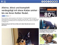 Bild zum Artikel: Alleine, blind und komplett verängstigt irrt diese Katze umher - bis sie ihren Retter findet.