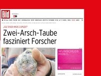 Bild zum Artikel: „Seltener Anus duplex!“ - Zwei-Arsch-Taube fasziniert Forscher