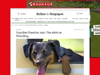 Bild zum Artikel: Marzahn: Frau lässt ihren Hund im Auto: Tier stirbt an Hitzschlag