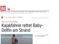 Bild zum Artikel: Dieses Video geht an's Herz - Kajakfahrer rettet Baby- Delfin am Strand