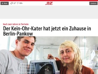 Bild zum Artikel: Der Kein-Ohr-Kater hat ein jetzt ein Zuhause in Berlin-Pankow