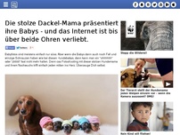 Bild zum Artikel: Die stolze Dackel-Mama präsentiert ihre Babys - und das Internet ist bis über beide Ohren verliebt.