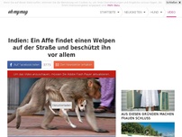 Bild zum Artikel: Indien: Ein Affe findet einen Welpen auf der Straße und beschützt ihn vor allem