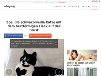 Bild zum Artikel: Zoë, die schwarz-weiße Katze mit dem herzförmigen Fleck auf der Brust