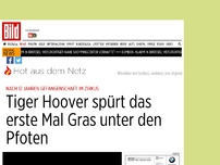 Bild zum Artikel: Nach 12 Jahren im Zirkus - Tiger Hoover spürt das erste Mal Gras unter den Pfoten