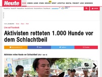 Bild zum Artikel: Live auf Facebook: Aktivisten retteten 1.000 Hunde vor dem Schlachtbeil