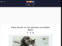 Bild zum Artikel: Katze trauert um ihre grausam ermordeten Babys