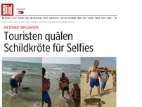Bild zum Artikel: Am Strand vom Libanon - Touristen quälen Schildkröte für Selfies