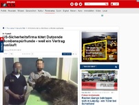 Bild zum Artikel: In Kuwait - US-Sicherheitsfirma tötet Dutzende Bombenspürhunde - weil ein Vertrag ausläuft