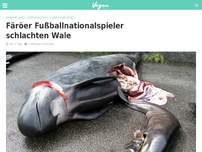 Bild zum Artikel: Färöer Fußballnationalspieler schlachten Wale