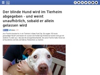Bild zum Artikel: Der blinde Hund wird im Tierheim abgegeben - und weint unaufhörlich, sobald er allein gelassen wird
