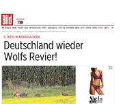 Bild zum Artikel: 9. Rudel in Niedersachsen - Deutschland wieder Wolfs Revier!