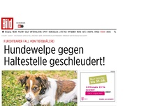 Bild zum Artikel: Tierquälerei - Hund gegen Haltestelle geschleudert!