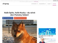 Bild zum Artikel: Halb-Spitz, halb-Husky : du wirst den Pomsky lieben!