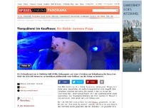 Bild zum Artikel: Tierquälerei im Kaufhaus: Ein Eisbär namens 'Pizza'