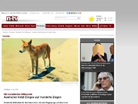 Bild zum Artikel: Mit implantierten Giftkapseln: Australien hetzt Dingos auf Hunderte Ziegen