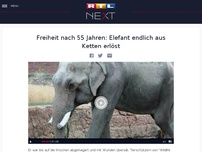 Bild zum Artikel: Freiheit nach 55 Jahren: Elefant endlich aus Ketten erlöst