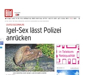 Bild zum Artikel: Lautes Geschnaufe - Igel-Sex lässt Polizei anrücken