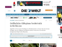 Bild zum Artikel: Ammen-Dornfinger: Gefährliche Giftspinne breitet sich in Berlin aus