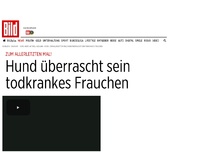 Bild zum Artikel: Zum allerletzten Mal! - Hund überrascht krankes Frauchen