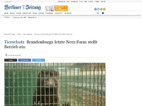 Bild zum Artikel: Tierschutz: Brandenburgs letzte Nerz-Farm stellt Betrieb ein