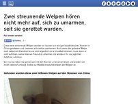 Bild zum Artikel: Zwei streunende Welpen hören nicht mehr auf, sich zu umarmen, seit sie gerettet wurden.