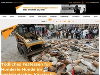 Bild zum Artikel: Tödliches Festessen für Hunderte Hunde im pakistanischen Karatschi