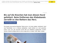 Bild zum Artikel: Bis auf die Knochen hat man diesen Hund gefoltert. Beim Entfernen des Klebebands zerreißt es den Rettern das Herz.